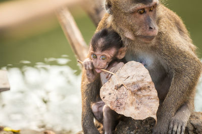 Baby monkey chewing on dry leaf in mother's lap