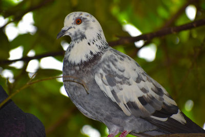 Close-up of owl perching on branch