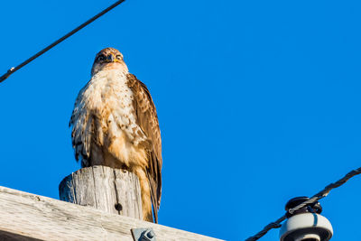 Low angle view of bird perching on wooden post against clear blue sky