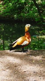 Close-up of bird perching on tree