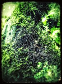 Close-up of moss growing on tree