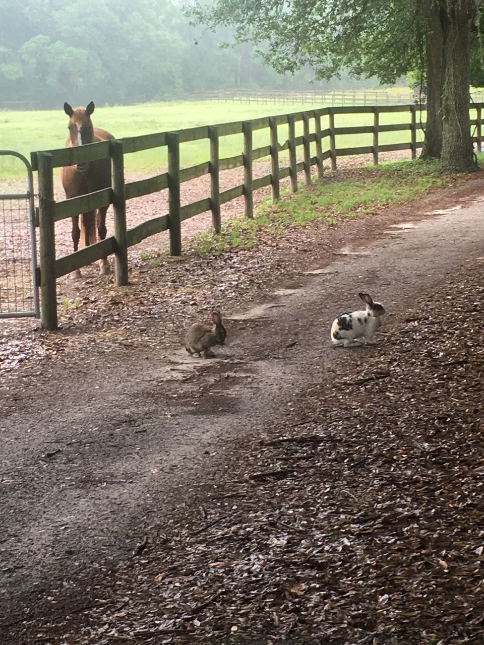 mammal, domestic animals, sitting, dog, pets, animal themes, full length, leisure activity, lifestyles, park - man made space, bench, day, one animal, outdoors, relaxation, sunlight, standing, walking