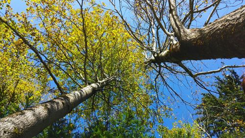 Low angle view of trees against sky