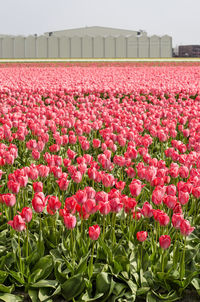 Close-up of pink flowering plants