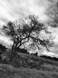 Tree on field against sky