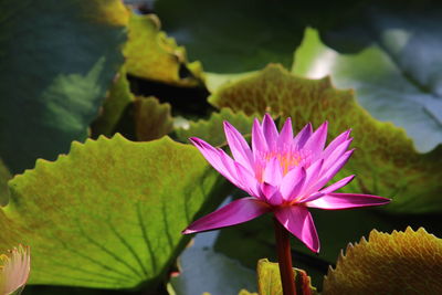 Close-up of pink lotus water lily in pond