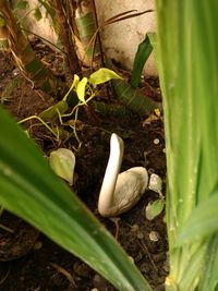 High angle view of bird perching on plant