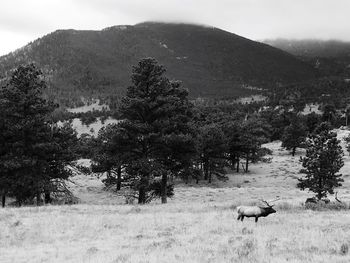 Sheep grazing on field against sky