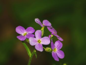 Close-up of flowers blooming outdoors