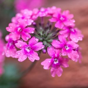 Close-up of pink flowers