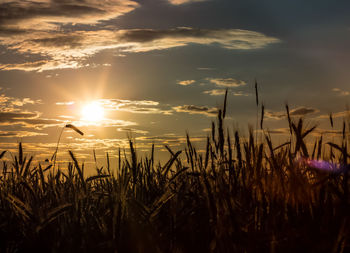 Scenic view of field against sky at sunset