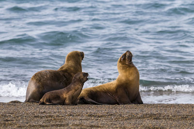 Close-up of seal at beach