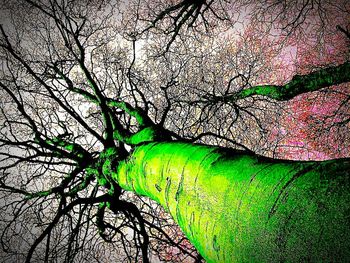 Low angle view of trees