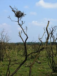 Bare tree on field against sky