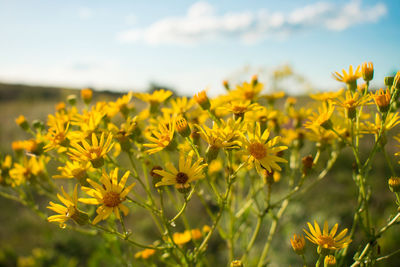 Close-up of yellow flowering plants on field