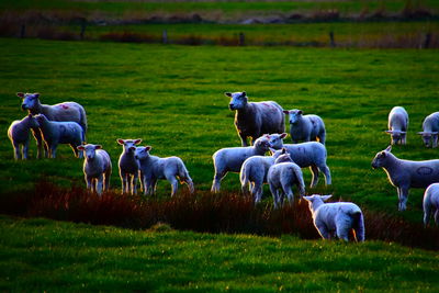 Horses in a field