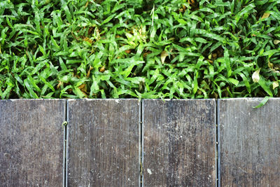 Close-up of plants growing by wooden fence