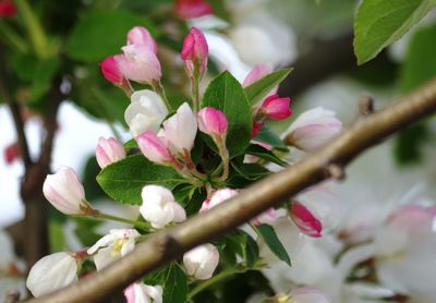 Close-up of pink flowering plant