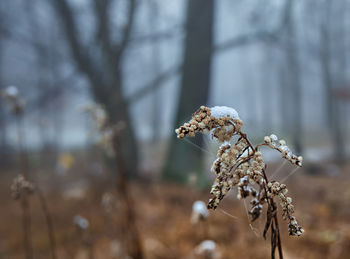 Close-up of frozen plant at forest during winter
