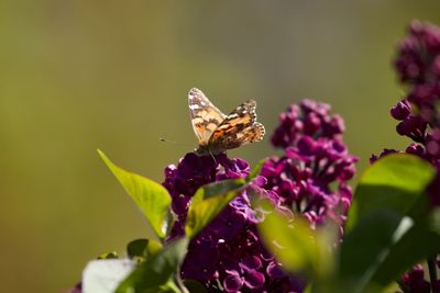 Close-up of butterfly pollinating on purple flower