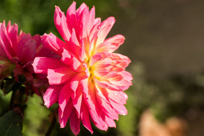 Close-up of pink flowers blooming outdoors