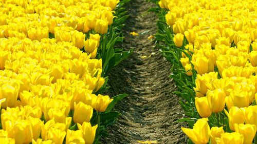 Close-up of yellow flowering plants