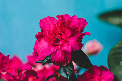 Close-up of pink rose flower