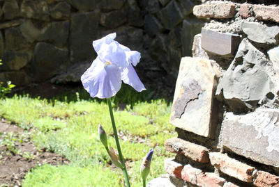 Close-up of flower on field