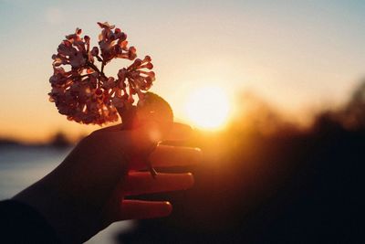 Cropped hand holding flowers against sky during sunset