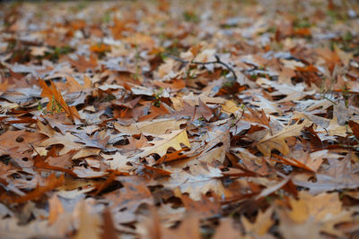 Close-up of maple leaves on fallen tree