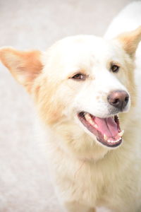 Close-up portrait of dog