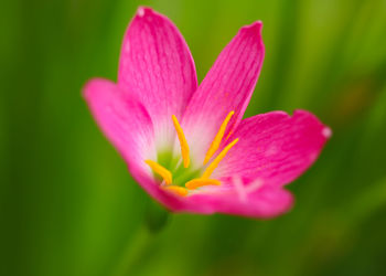 Close-up of pink flower