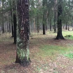 Trees growing in forest