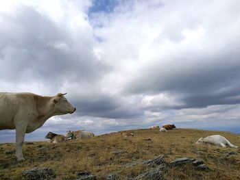 Mountain Cows