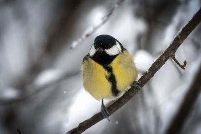 Bird perching on branch during winter