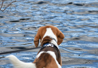 Rear view of dog on beach