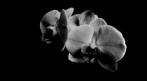 Close-up of orchid against black background