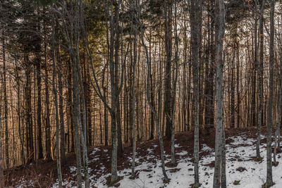 Trees and snow