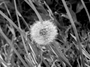 Close-up of dandelion flower on field