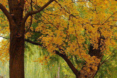 Yellow maple leaves on tree trunk