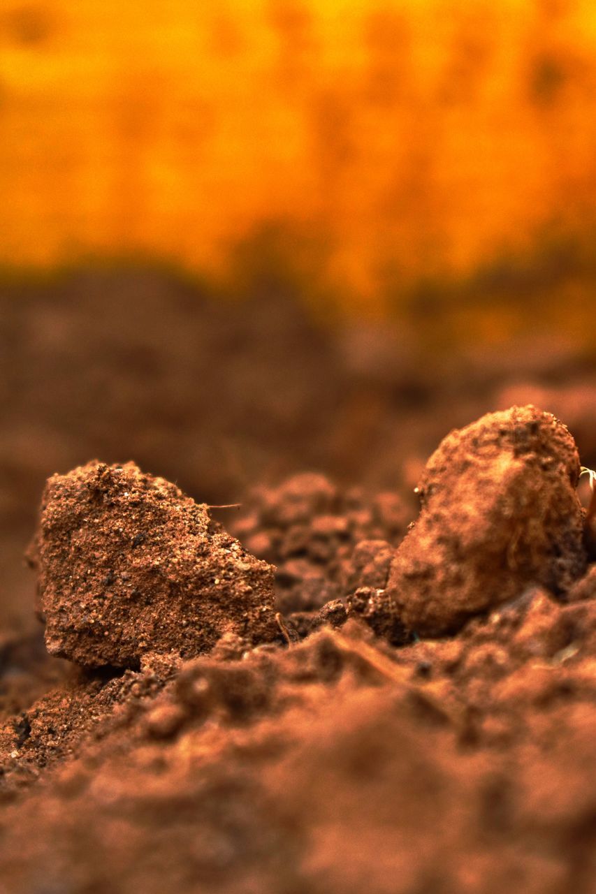 soil, macro photography, close-up, no people, selective focus, rock, nature, food, food and drink, leaf, land, outdoors, morning, plant