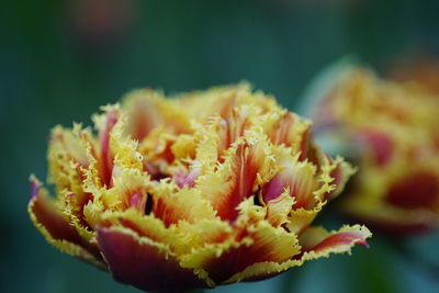 Close-up of yellow flower against blurred background