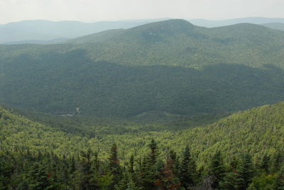 Scenic view of pine trees on mountains