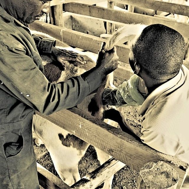 high angle view, relaxation, sleeping, wood - material, messy, day, childhood, lying down, full length, animal themes, domestic animals, outdoors, sitting, dirty, resting, abandoned, field, dirt