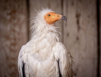 Close-up of a bird