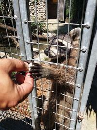 Midsection of person eating food at zoo