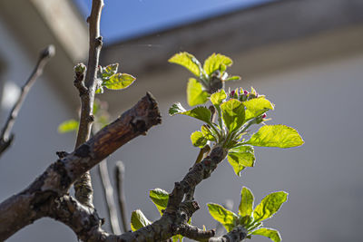 Low angle view of flowering plant