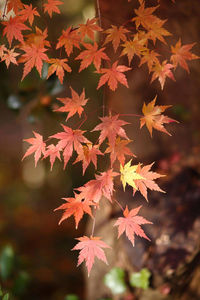 Close-up of maple leaves on tree
