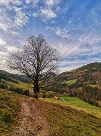 Bare tree on field against sky