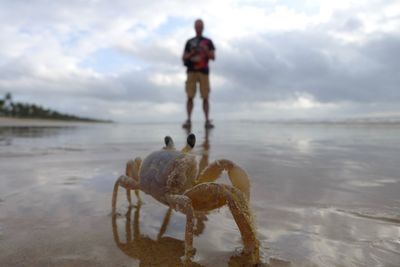 Rear view of man standing on beach in front of a crab